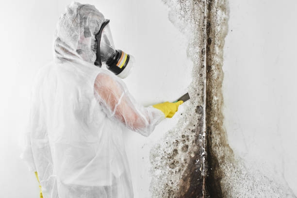 Best Office Mold Removal Services  in Thatcher, UT