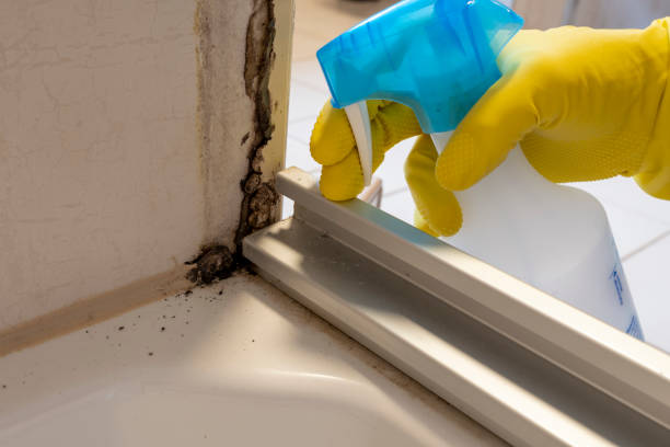Best Professional Mold Removal  in Thatcher, UT