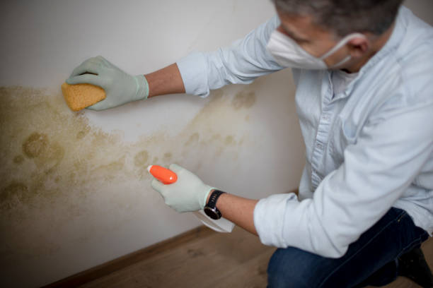 Best Fast Mold Removal  in Thatcher, UT