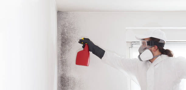 Best Same-Day Mold Removal  in Thatcher, UT