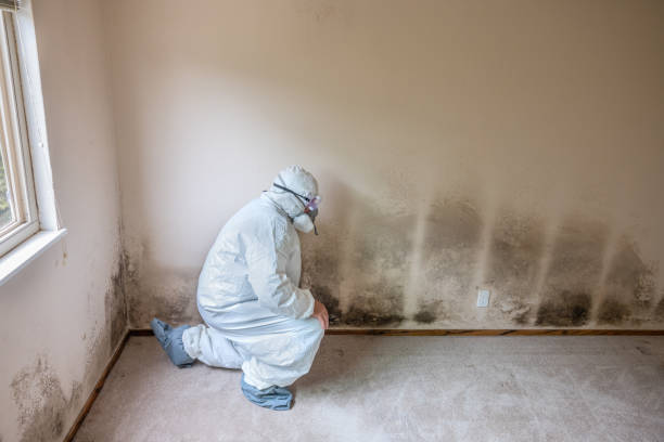 Trusted Thatcher, UT Mold Removal Experts