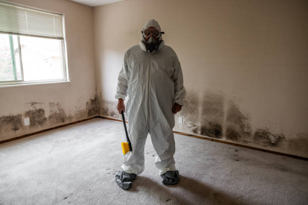 Best Black Mold Removal  in Thatcher, UT
