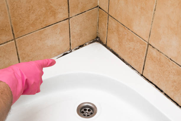 Best Certified Mold Removal  in Thatcher, UT